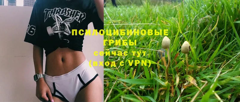 Галлюциногенные грибы Magic Shrooms  Волгодонск 